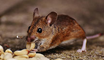 24 Hour & Emergency Exterminators in Pine Forge, PA